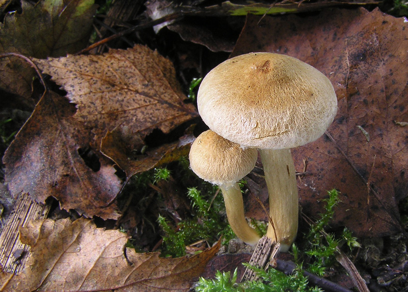 Inocybe leucoblema